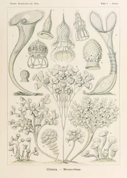 Planche 3 Stentor Ciliata de 
