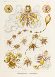 Planche 7 Epibulia Siphonophorae de 
