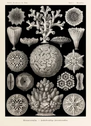 Planche 9, Maeandrina Hexacoralla, tirée de «Kunstformen der Natur» (Formes artistiques de la nature), illustrée par Ernst Haeckel (1834-1919)