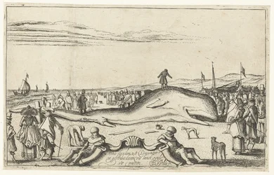 Baleine échouée sur la plage de Noordwijk, 1614