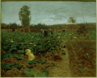 Champ de citrouilles