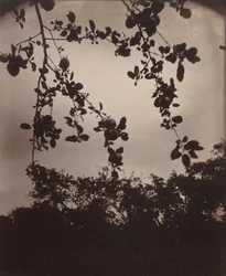 Branche de pommier,1922/1923 (photo)