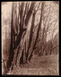 Le parc de Saint-Cloud