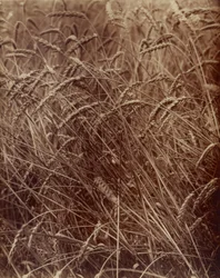 Blé