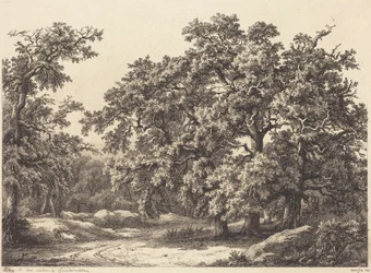 Chênes