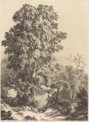 Bosquet de hêtres