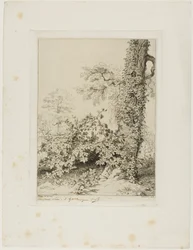 Ronce et lierre