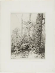 Ronce et lierre