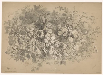 Mûres et autres plantes