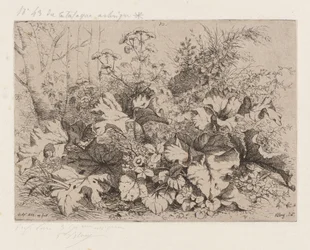 Bardane en fleur