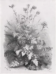 Groupes de diverses plantes dessinées d