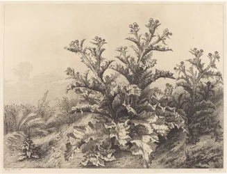 Grand chardon