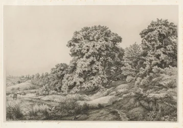 Chênes près d