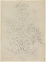 Étude de plante, 1857