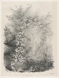 Plantes et lierres près d