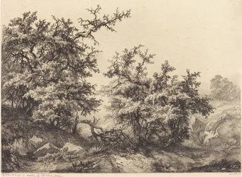 Buissons épineux