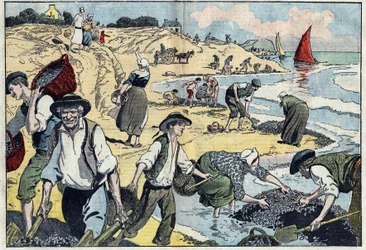 Les habitants de la côte de Thouais récoltent des moules. Kernevel, Finistère (29), Bretagne. Illustration de Damblans. Dans "Le Pèlerin" du 31 août