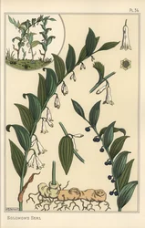 Illustration botanique du sceau de Salomon, Polygonatum multiflorum