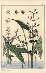 Illustration botanique de la sagittaire, Sagittaria sagittifolia