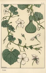 Illustration botanique de la gourde