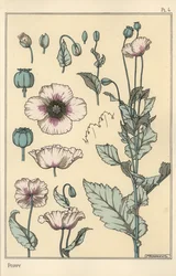 Illustration botanique du pavot, avec parties de la fleur et capsule d