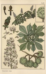 Étude botanique de châtaignier