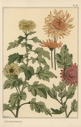 Étude botanique de chrysanthème