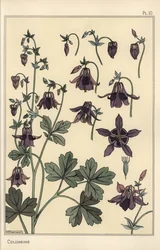 Colombine, Aquilegia vulgaris, parties de la fleur