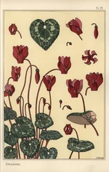 Plante de cyclamen, avec détails de la fleur, des feuilles et des pétales