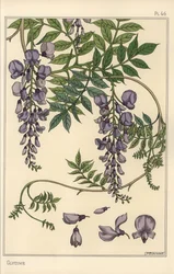 Étude botanique de glycine
