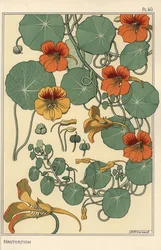Étude botanique de capucine