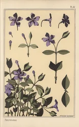 Étude botanique de pervenche
