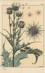 Étude botanique de chardon