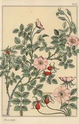 Étude botanique de rose sauvage