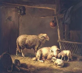 Moutons dans une grange
