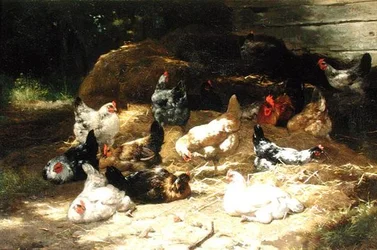Poules