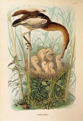 Illustration de "Histoire naturelle des oiseaux qui nichent en Lombardie" d