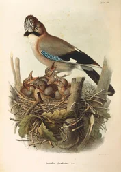 Illustration de l