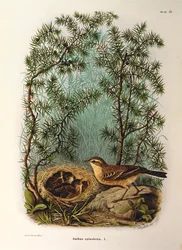 Illustration de "Histoire naturelle des oiseaux qui nichent en Lombardie" d