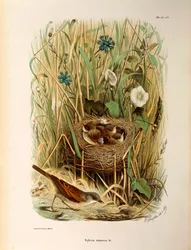 Illustration de "Histoire naturelle des oiseaux qui nichent en Lombardie" d