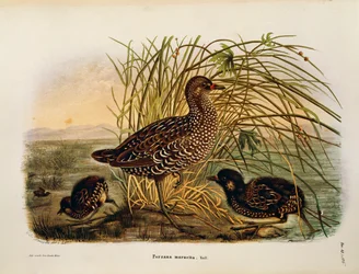 Illustration de "Histoire naturelle des oiseaux qui nichent en Lombardie" d