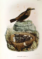 Illustration de "Histoire naturelle des oiseaux qui nichent en Lombardie" d