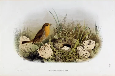 Représentation du rouge-gorge (Rubecula familiaris) (Chromolithographie)