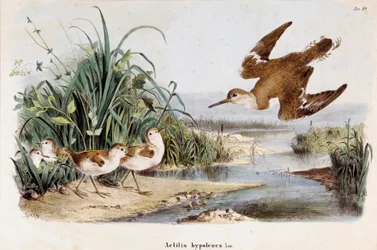 Représentation du chevalier guignette (Actitis hypoleucos)