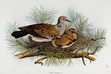 Représentation de la colombe (Tourterelle) (Chromolithographie)
