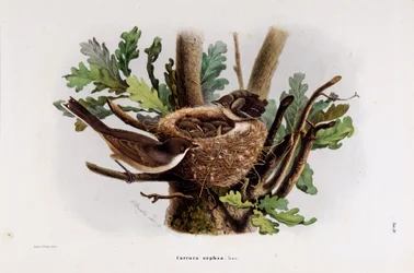 Représentation de la Fauvette Orphée (Chromolithographie)