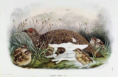 Représentation de la perdrix (Perdrix ou Lagopus mutus) (Chromolithographie)