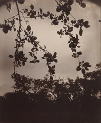 Branche de pommier