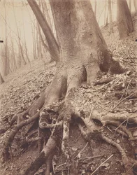 Arbres et Racines