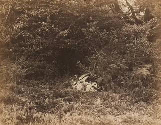 Un rocher dans la forêt, v. 1865 (photo)